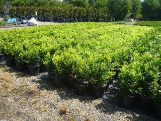 Viburnum Plant pictures from our growing site in Glenorie NSW