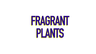 Fragrant Flowers & Plants