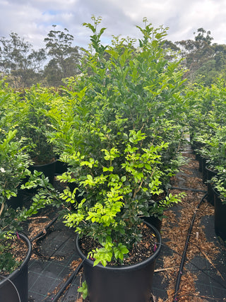 Murraya Paniculata 85L (Orange Jasmine) 580mm Pot