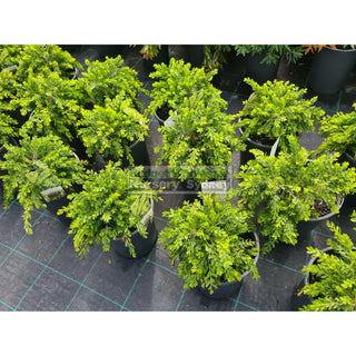 Acacia Howittii Honey Bun (Dwarf Wattle) 200Mm Default Type