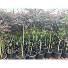 Acer Weeping Japanese Maple Dissectum 400Mm Pot Plants