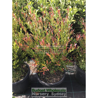 Acmena Cherry Surprise 200Mm Pot Plants
