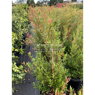 Acmena Cherry Surprise Large 300Mm Pot Plants
