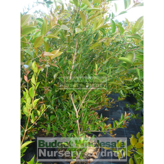 Acmena Firescreen Large 300Mm Pot Plants