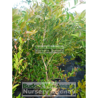 Acmena Firescreen Large 300Mm Pot Plants