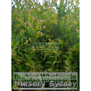 Acmena Smithii Large 300Mm Pot Plants