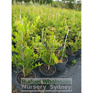 Acmena Smithii Minor 200Mm Pot Plants