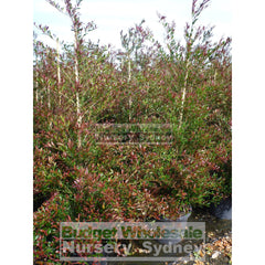 Acmena Smithii Minor Red Tip Large 300Mm Pot Plants