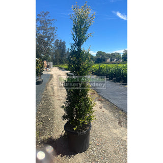 Acmena Smithii Minor Xxxlarge 500Mm Pot - Advanced Lily Pilly. Instant Screening Plant Plants
