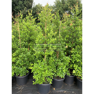 Acmena Smithii Xlarge 400Mm / 45L Pot Plants