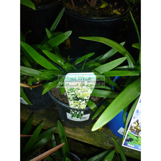 Agapanthus Snowbells Dwarf Growing White Flower 140Mm Pots Default Type
