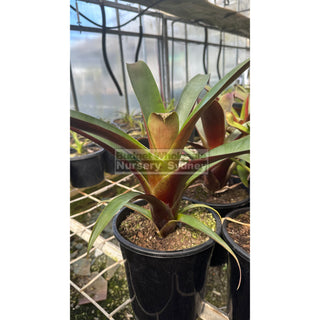 Alcantarea Imperialis Rubra 200Mm Pot Giant Bromeliad Default Type