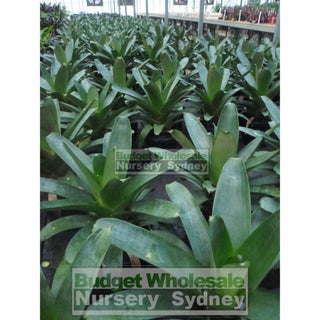 Alcantarea Imperialis 300Mm Pot Large Giant Bromeliad Default Type