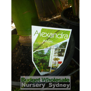 Alexandra Palm - Archontophoenix Alexandrae 250Mm Default Type