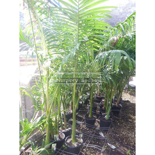 Alexandra Palm - Archontophoenix Alexandrae 250Mm Default Type