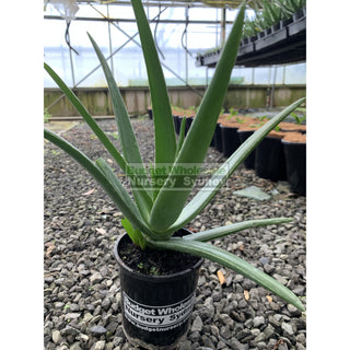 Aloe Vera 150Mm Pots Default Type