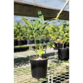 Alpinia Nutans 200Mm / 5L Pots - Dwarf Cardamom Default Type