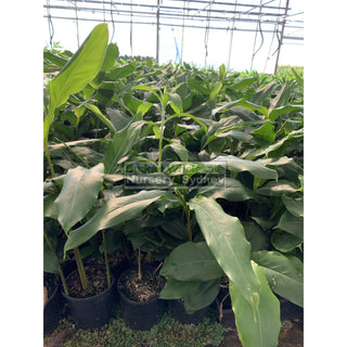 Alpinia Nutans 200Mm Pots - Dwarf Cardamom Default Type
