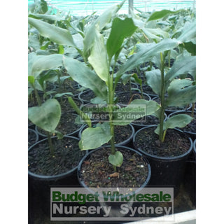 Alpinia Nutans Large 300Mm Pots - Dwarf Cardamom Default Type
