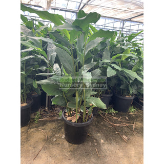 Alpinia Nutans Large 300Mm Pots - Dwarf Cardamom Default Type