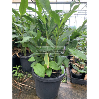 Alpinia Nutans Large 300Mm Pots - Dwarf Cardamom Default Type