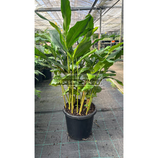 Alpinia Nutans Large 300Mm Pots - Dwarf Cardamom Default Type