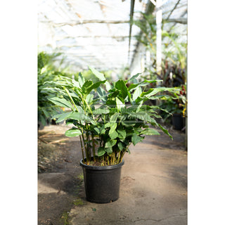 Alpinia Nutans Large 300Mm Pots - Dwarf Cardamom Default Type