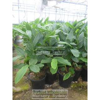 Alpinia Nutans Large 300Mm Pots - Dwarf Cardamom Default Type