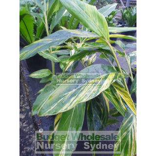 Alpinia Zerumbet Variegata Large 300Mm Default Type