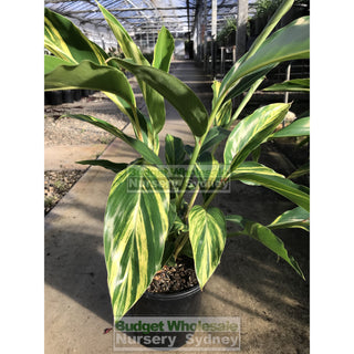 Alpinia Zerumbet Variegata Large 300Mm Default Type