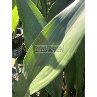 Aspidistra Elatior - Cast Iron Plant 140Mm Default Type