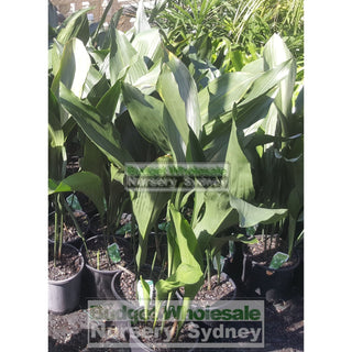 Aspidistra Elatior - Cast Iron Plant 200Mm Default Type