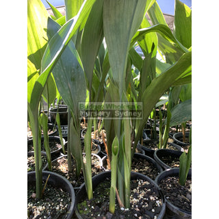 Aspidistra Elatior - Cast Iron Plant 140Mm Default Type