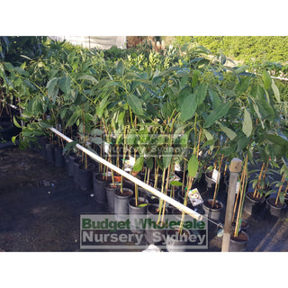 Avocado Tree Shepherd 5Ltr Default Type