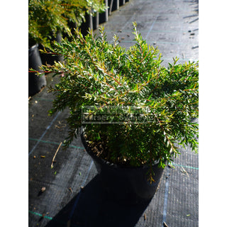 Baeckea Virgata Dwarf 140Mm Pots (Babingtonia) Gift Card