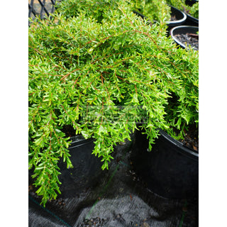 Baeckea Virgata Dwarf 140Mm Pots (Babingtonia) Gift Card