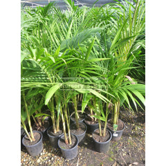 Bangalow Palm 200Mm Pot - Archontophoenix Cunninghamiana Default Type