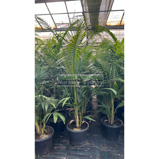 Bangalow Palm Xxl 400Mm- Archontophoenix Cunninghamiana Default Type