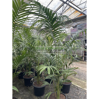 Bangalow Palm Xxl 400Mm- Archontophoenix Cunninghamiana Default Type