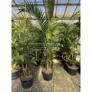 Bangalow Palm Xxl 400Mm- Archontophoenix Cunninghamiana Default Type