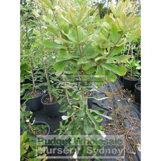 Banksia Integrifolia 200Mm Pot Coast Plants