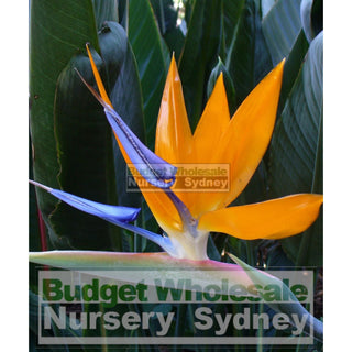 Bird Of Paradise Strelitzia Reginae 300Mm Pots Plants