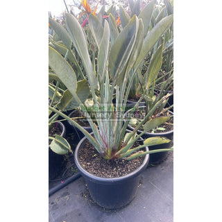 Bird Of Paradise Strelitzia Reginae 400Mm Pots Plants