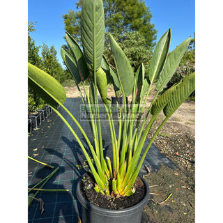 Bird Of Paradise Strelitzia Reginae 500Mm Pots Plants