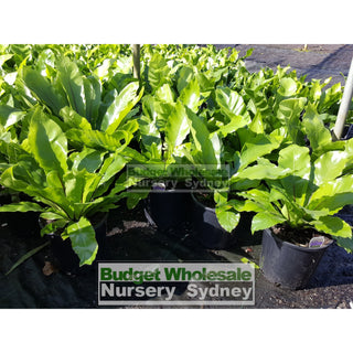 Birds Nest Plant 140Mm Pot - Asplenium Australasicum Default Type