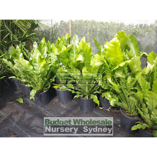 Birds Nest Plant 140Mm Pot - Asplenium Australasicum Default Type