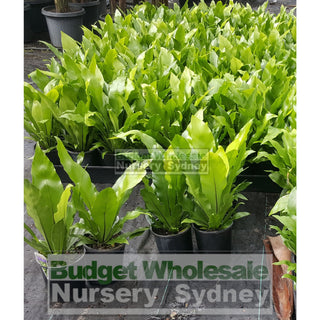 Birds Nest Plant 140Mm Pot - Asplenium Australasicum Default Type