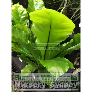 Birds Nest Plant 140Mm Pot - Asplenium Australasicum Default Type