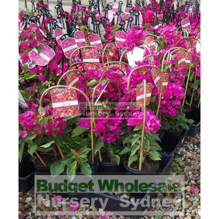 Bougainvillea 150Mm Mixed Default Type