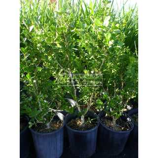 Buxus Microphylla Japonica Small [Japanese Box] 140Mm Pot. Plants